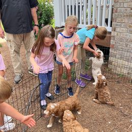 Goldendoodle and Poodle Puppies from Gorgeous Goldendoodles