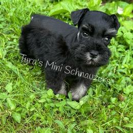 Boy 2 - Black and silver male Miniature Schnauzer puppy in Kentucky from Tyra's Mini Schnauzers