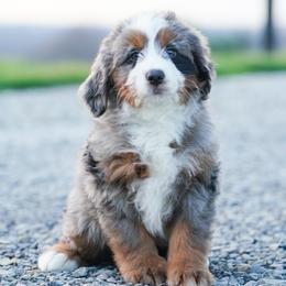 River - Merle female Bernedoodle puppy in Dundee, Ohio from Down Home Doodle
