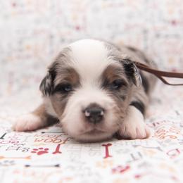 Gibbs - Brown Collar - Blue merle male Miniature Australian Shepherd puppy in Lacombe, Louisiana from Indigo River Aussies