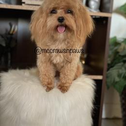 Minnie - Maltipoo