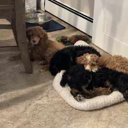 Poodle Puppies from Grandy’s Pretty Poodles
