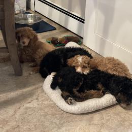 Poodle Puppies from Grandy’s Pretty Poodles
