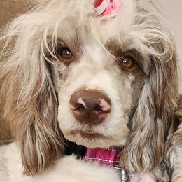 Genny - Aussiedoodle