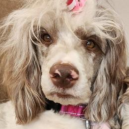 Genny - Aussiedoodle