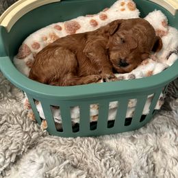 Goldendoodle Puppies from Miss Cindy’s Doodles