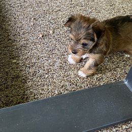 Yorkshire Terrier Puppies from Cindy's Yorkshire Terriers