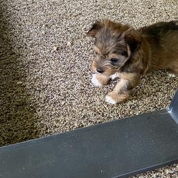 Yorkshire Terrier Puppies from Cindy's Yorkshire Terriers