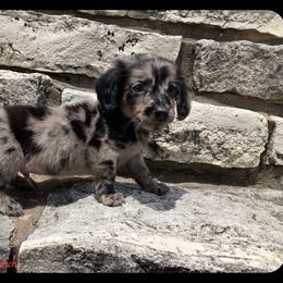Dachshund and Pug Puppies from Wiggle'n V Ranch