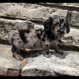 Dachshund and Pug Puppies from Wiggle'n V Ranch