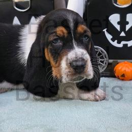 Mountain (orange collar) - Black brown and white male Basset Hound puppy in Big Rapids, Michigan from Basket Hound Bassets