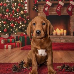 Rusty - Red male Labradoodle puppy in Beecher, Illinois from Erica’s Doodles