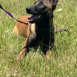 Lucy - Fawn female Belgian Malinois puppy in Ellerbe, North Carolina from Grand Prix Kennel