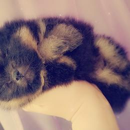 French Bulldog and Pomeranian Puppies from Purrs N Poms
