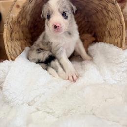 Calamity Jane - Blue merle female Border Collie puppy in Owenton, Kentucky from Three16 Ranch