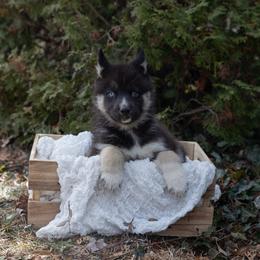 Bear - Black tan and white male Siberian Husky puppy in Grayslake, Illinois from Lamon’s Pom & Polar Pups