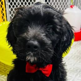 SPRUCE - Black male Sheepadoodle puppy in Buffalo, Minnesota from Fur-ever Doodles