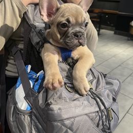 French Bulldog Puppies from DDV French Bulldogs