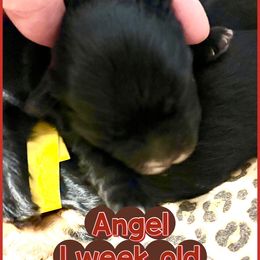 Angel - Parti female Yorkshire Terrier puppy in Tangipahoa County, Louisiana from Riche’ Louisiana Yorkies