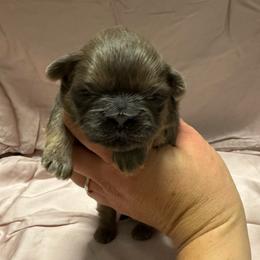 Lavender Lovely - Lilac female Shih Tzu puppy in Fletcher, North Carolina from Shihtzu_NC