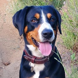 Oda - Entlebucher Mountain Dog