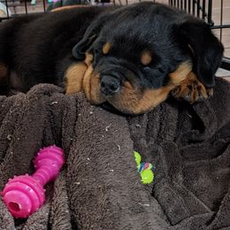 Rottweiler Puppies from Galaxia Rottweilers