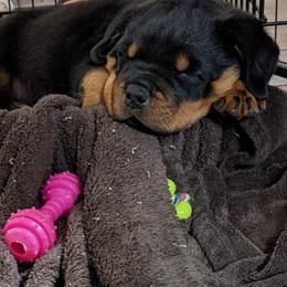 Rottweiler Puppies from Galaxia Rottweilers