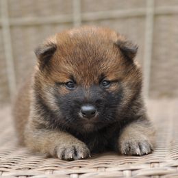 Pembroke Welsh Corgi and Shiba Inu Puppies from Kenny Cave K9s