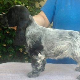English Cocker Spaniel Puppies from Parvane