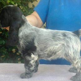 English Cocker Spaniel Puppies from Parvane