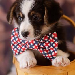 Pembroke Welsh Corgi Puppies from Big Sky Corgis
