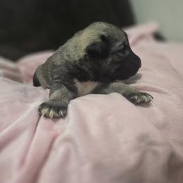 Anatolian Shepherd Dog Puppies from Florida Anatolian Shepherds