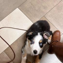Australian Shepherd All Grown Up from Small Town Australian Shepherds