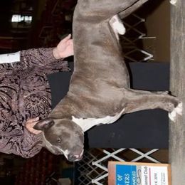 American Staffordshire Terriers from Hammond's American Stafforshires