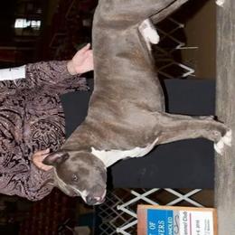 American Staffordshire Terriers from Hammond's American Stafforshires