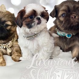 Shih Tzus from 💎Luxurious Shih tzu💎