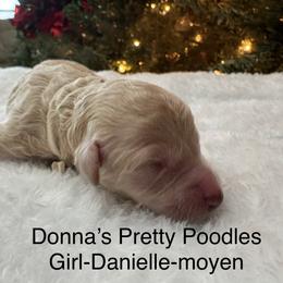 Danielle - Cafe au lait female Poodle puppy in Vilonia, Arkansas from Donna’s Pretty Poodles