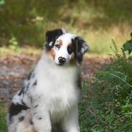 Ledger - Blue merle male Australian Shepherd puppy in Glade Spring, Virginia from Paramount Aussies