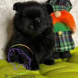 HOLD AKC PEPSI - Black male Pomeranian puppy in Watkins Glen, New York from Wicked Spirits Pomeranians
