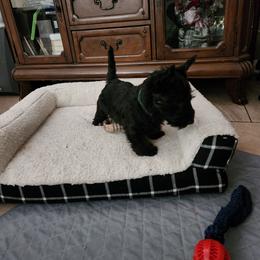 Scottish Terrier Puppies from Duran's Scotties