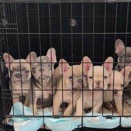 French Bulldog puppies from Floridian Frenchies of Georgia