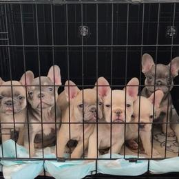 French Bulldog puppies from Floridian Frenchies of Georgia