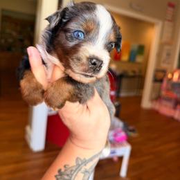 Blue Merle male - Blue merle male Miniature Australian Shepherd puppy in Buchanan, Georgia from Stanleyville Farm Mini Aussies