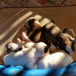 Bulldogs from Stonebluff Bullies