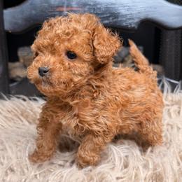 Honey - Red female Bernedoodle puppy in Tyner, Kentucky from Good Dog Doodles