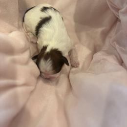 Girl1 - Red and white female Shih Tzu puppy in Covina, California from Shih_doodle_Co