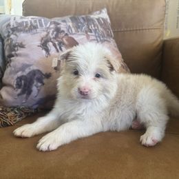 Big gold boy - Gold merle male Border Collie puppy in Apple Valley, California from Flying S Ranch Border Collies