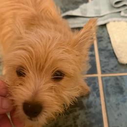 Wilbur - Wheaten male Norwich Terrier puppy in Blountville, Tennessee from Parker Place  Puppies (Mini schnauzers and Norwich Terriers)