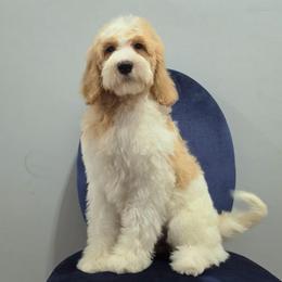 Sandy (Red) - Parti female Labradoodle puppy in Plainfield, New Jersey from Caris Paws Poodles and Labradoodles