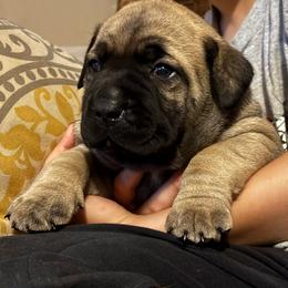 Julep - Tawny female Boerboel puppy in Flemingsburg, Kentucky from Aussgardian Boerboels